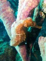 Long Snout Seahorse IMG 5973